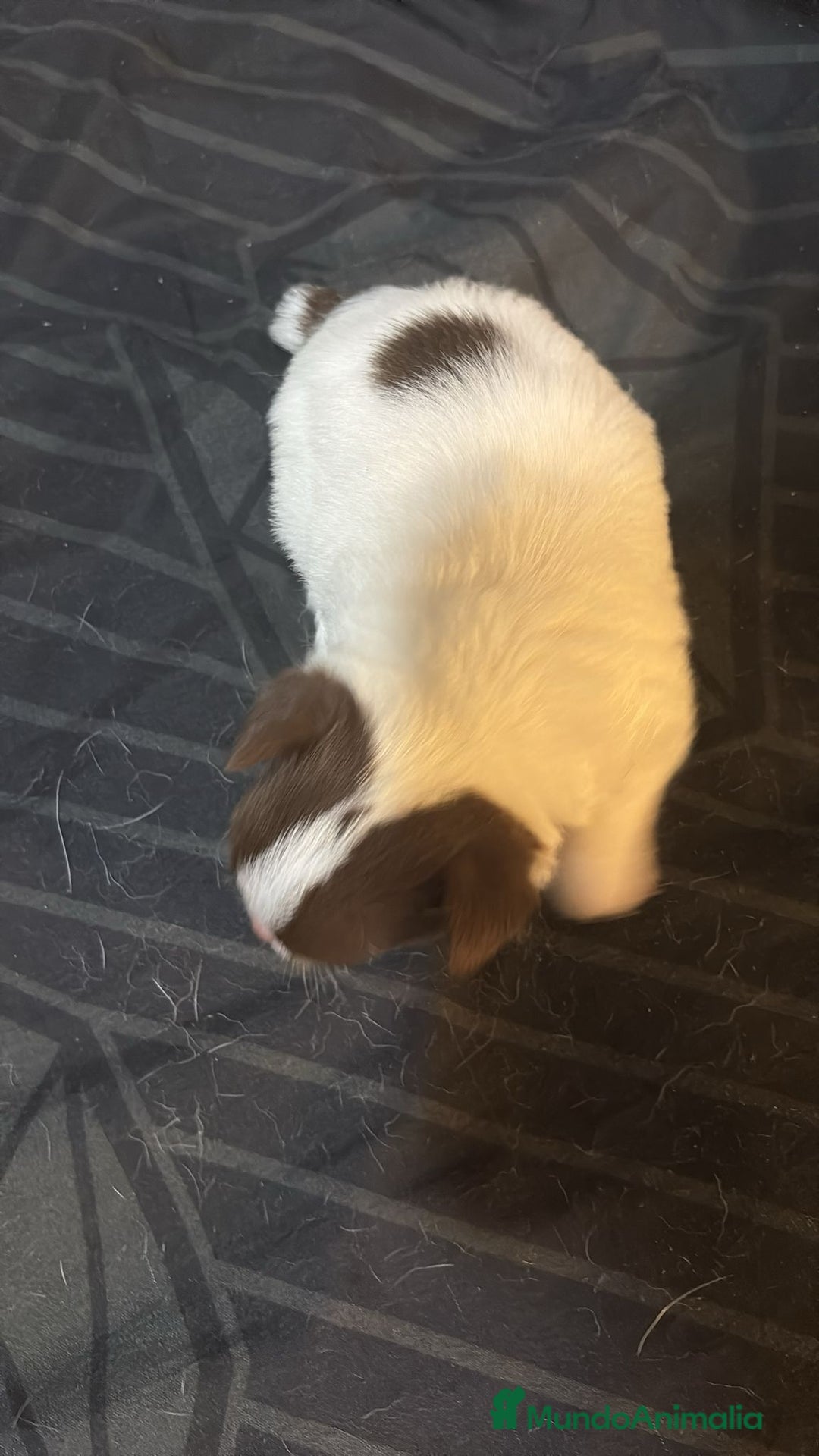 Chihuahua perros en venta: Chihuahua toy rusos - Imagen 5
