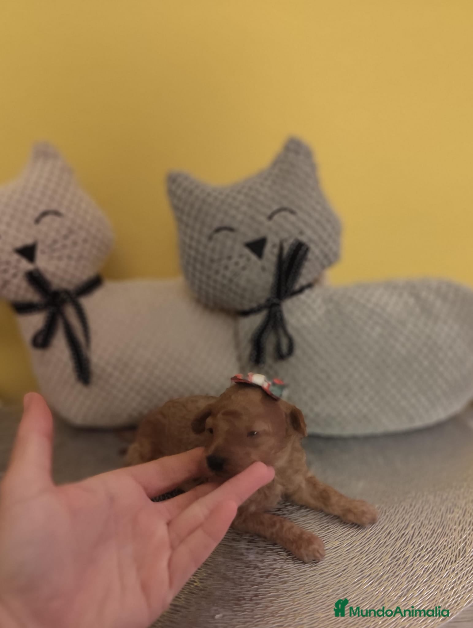 Caniche Toy perros Caniche toy  - Anuncio 18