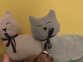 Caniche Toy perros Caniche toy - Anuncio 17