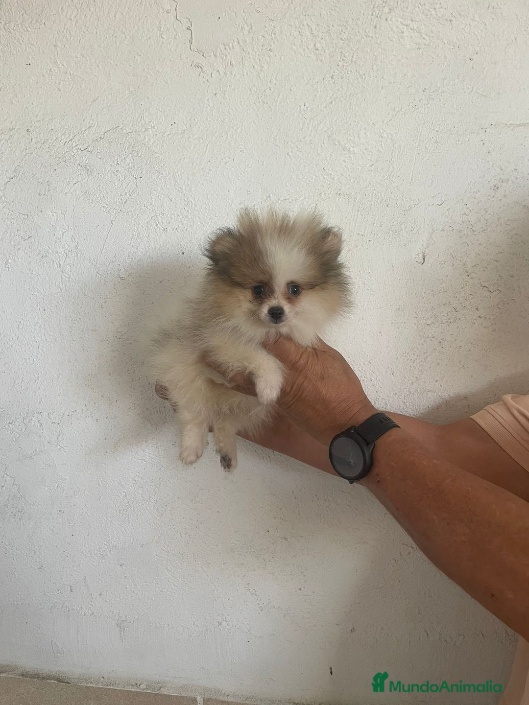 Pomerania perros en venta: CACHORROS DE POMERANIA  - Imagen 8
