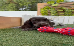 Cocker Spaniel Inglés perros en venta: COCKER RUANO - Imagen 13