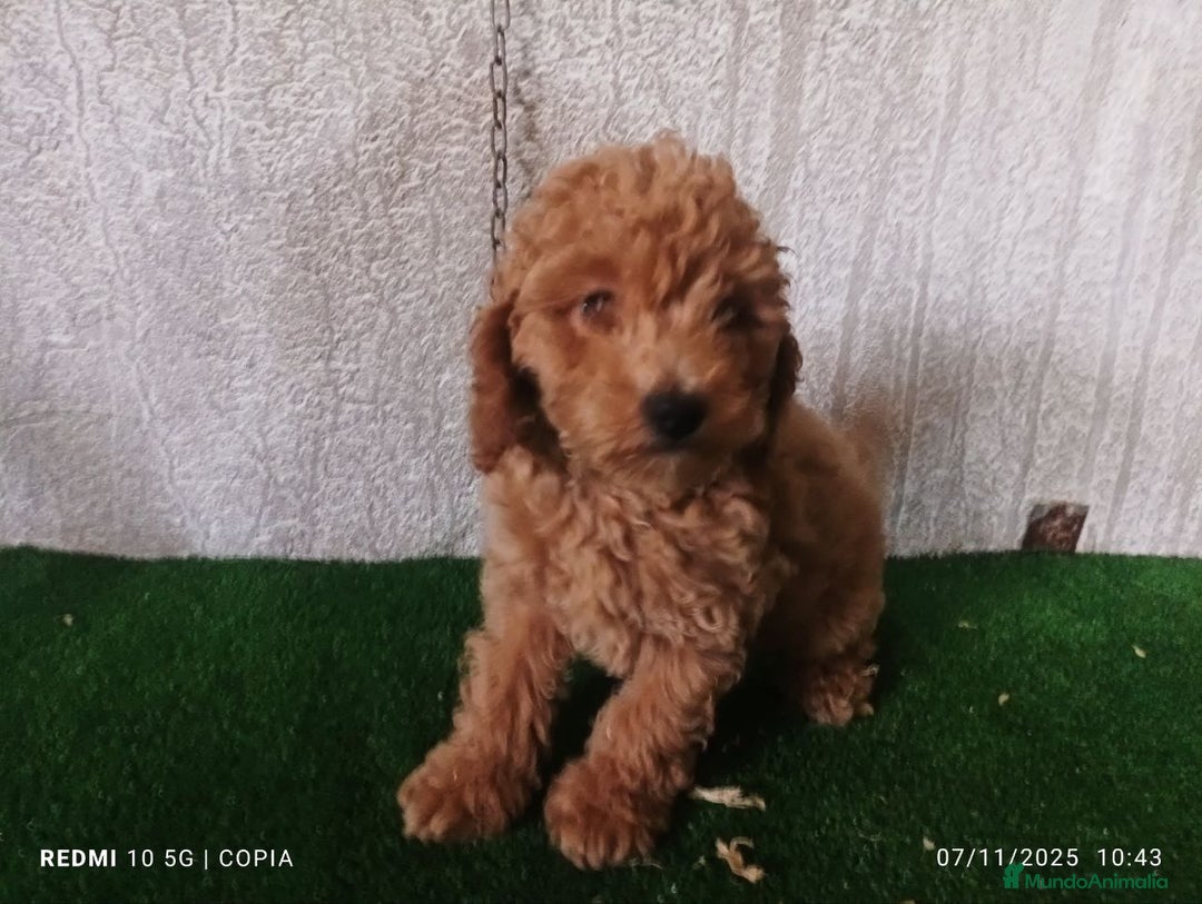 Caniche Toy perros en venta: caniche toy  - Imagen 1