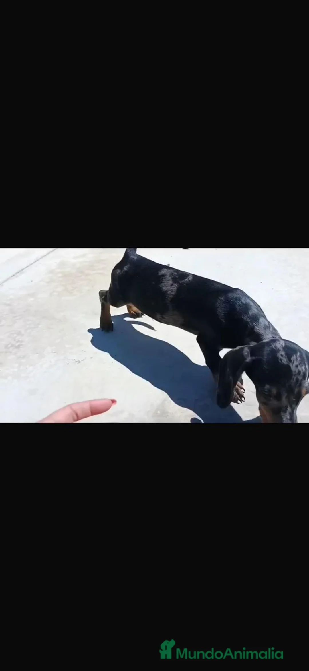 Teckel Miniatura perros en venta: Teckel arlequín - Anuncio 3