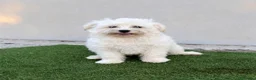 Bichón Maltés perros en venta: Bichon maltés disponible!!🐶🐾 en Málaga - Anuncio 2