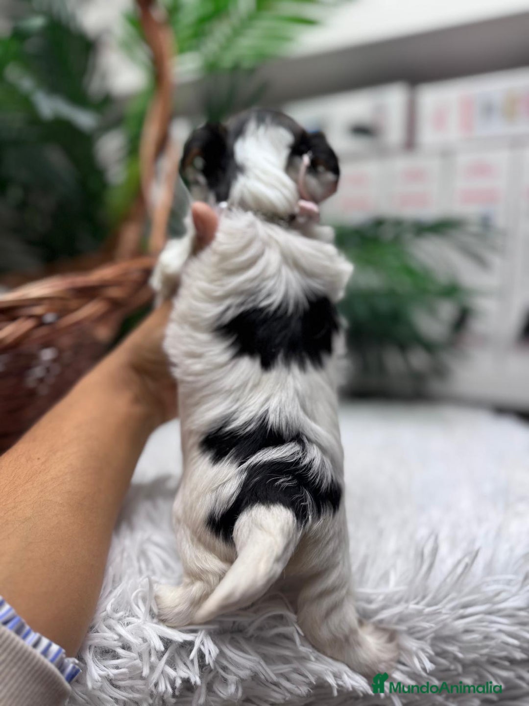 Yorkshire Terrier perros en venta: YORKSHIRE BIEWER HEMBRA - Anuncio 16