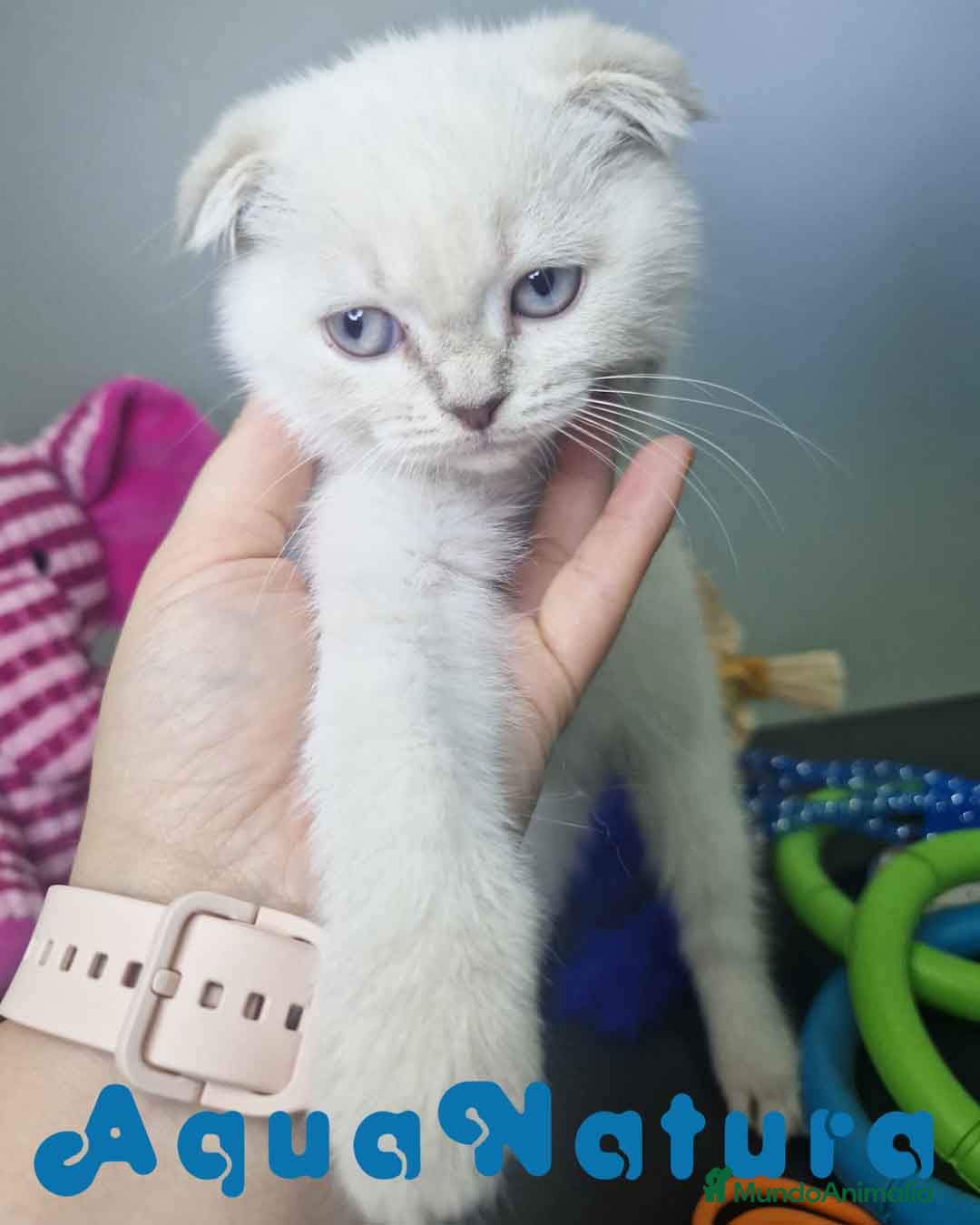 Scottish Fold gatos en venta: Scottish Fold Macho 7912 AQUANATURA - Imagen 2