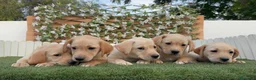Labrador Retriever perros en venta: LABRADOR RETRIEVER-PRECIO REAL - Anuncio 10
