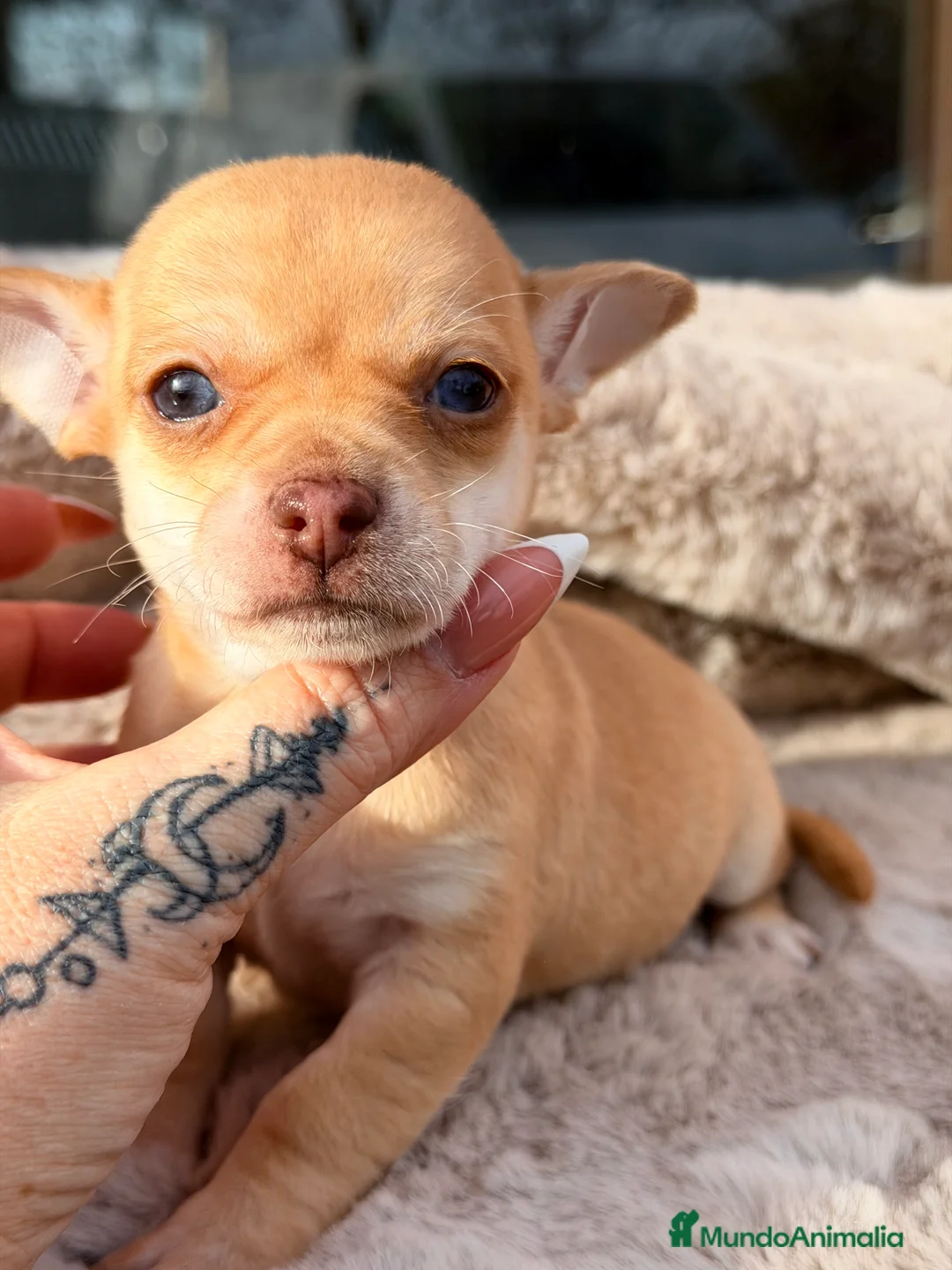 Chihuahua perros en venta: Chihuahua ojos claros  - Anuncio 5