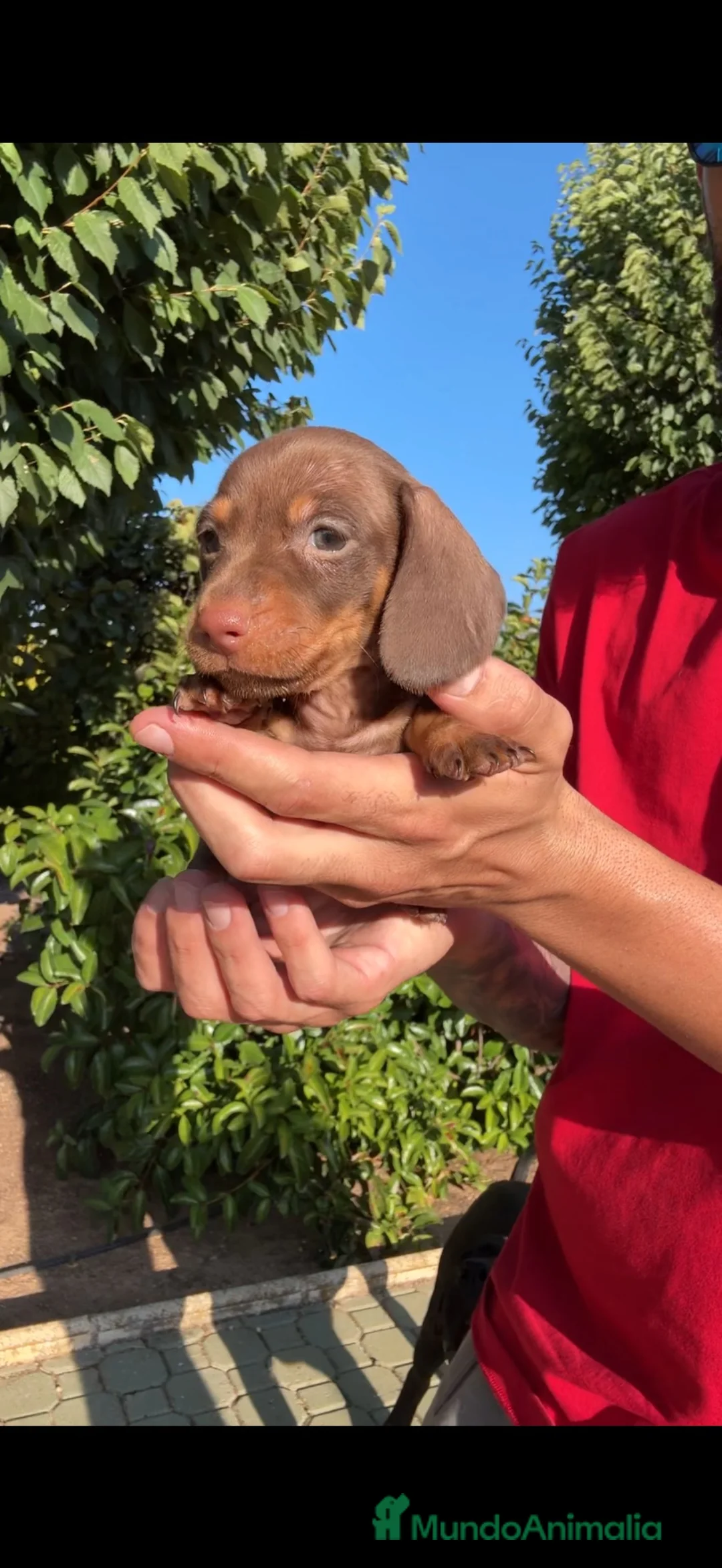 Teckel Miniatura perros en venta: TECKEL KANINCHEN PELO CORTO  en Zaragoza - Anuncio 8