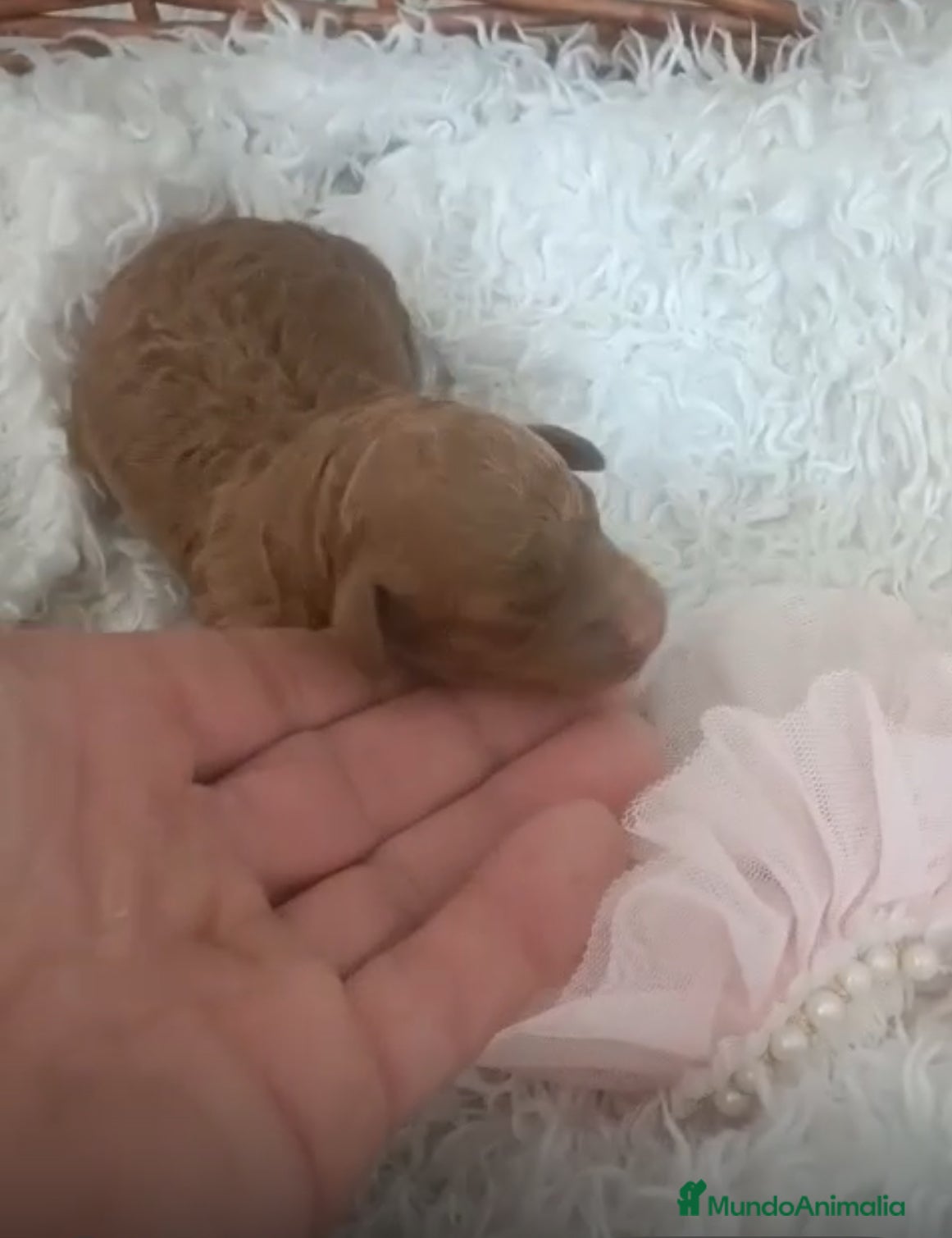 Caniche Toy perros CANICHE HEMBRA - Anuncio 6