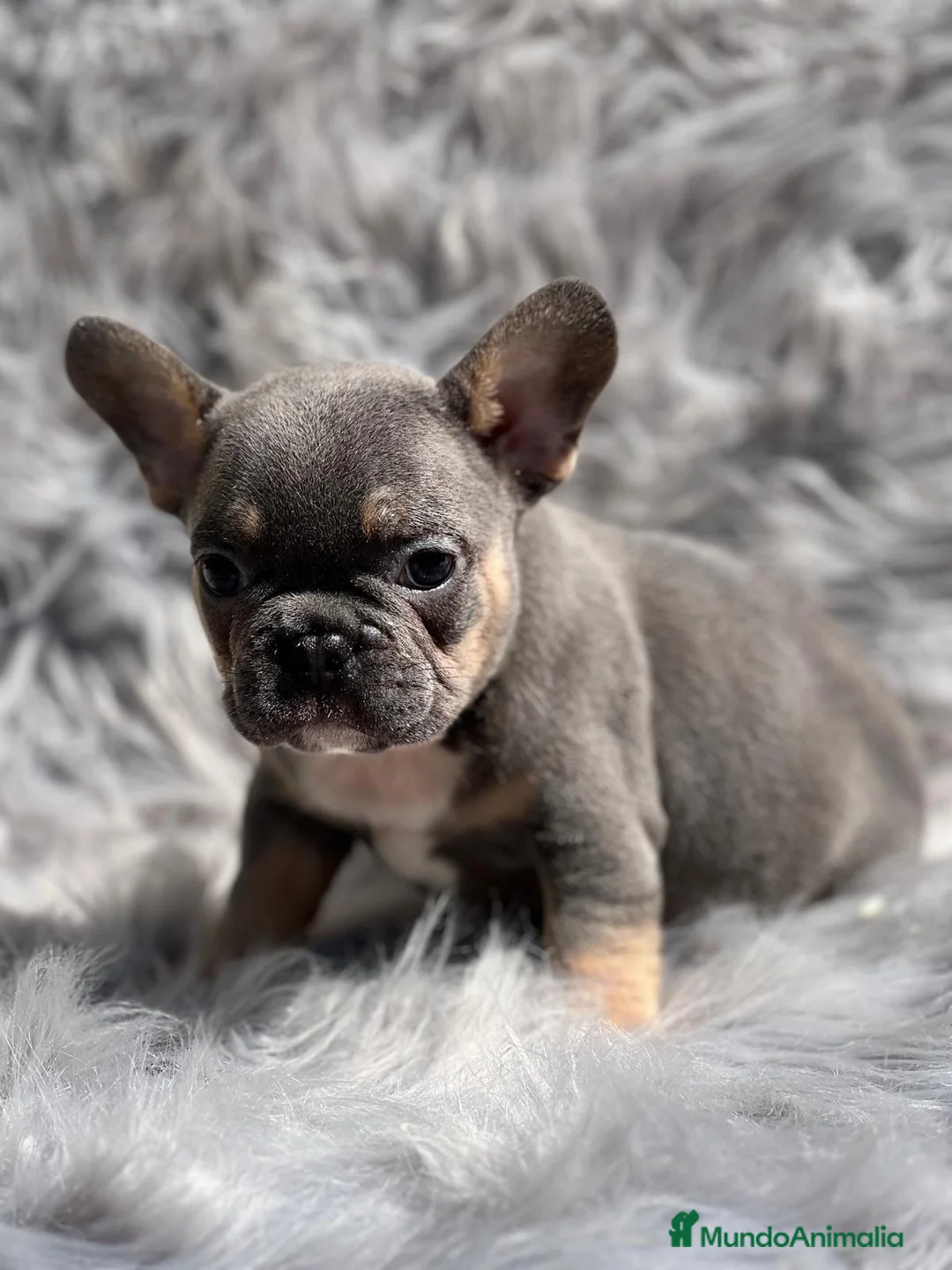 Bulldog Francés perros en venta: Bulldog francés blue and tan en Barcelona - Anuncio 7