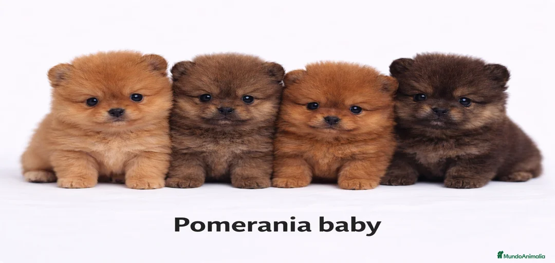 Imagen de galería {{count}}