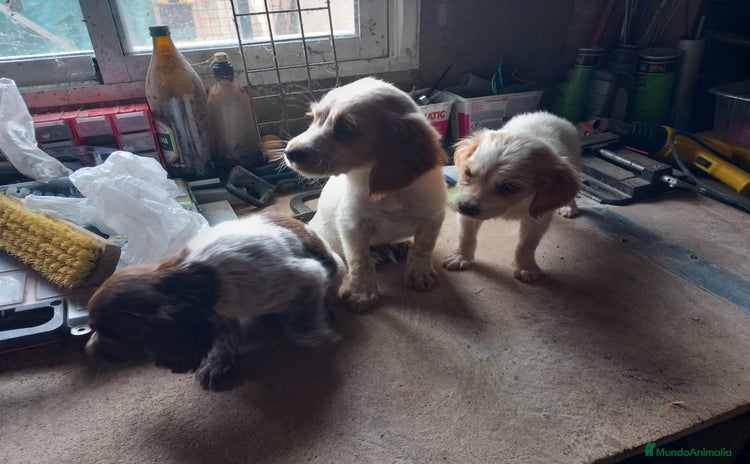 Épagneul Breton perros - Anuncio 10