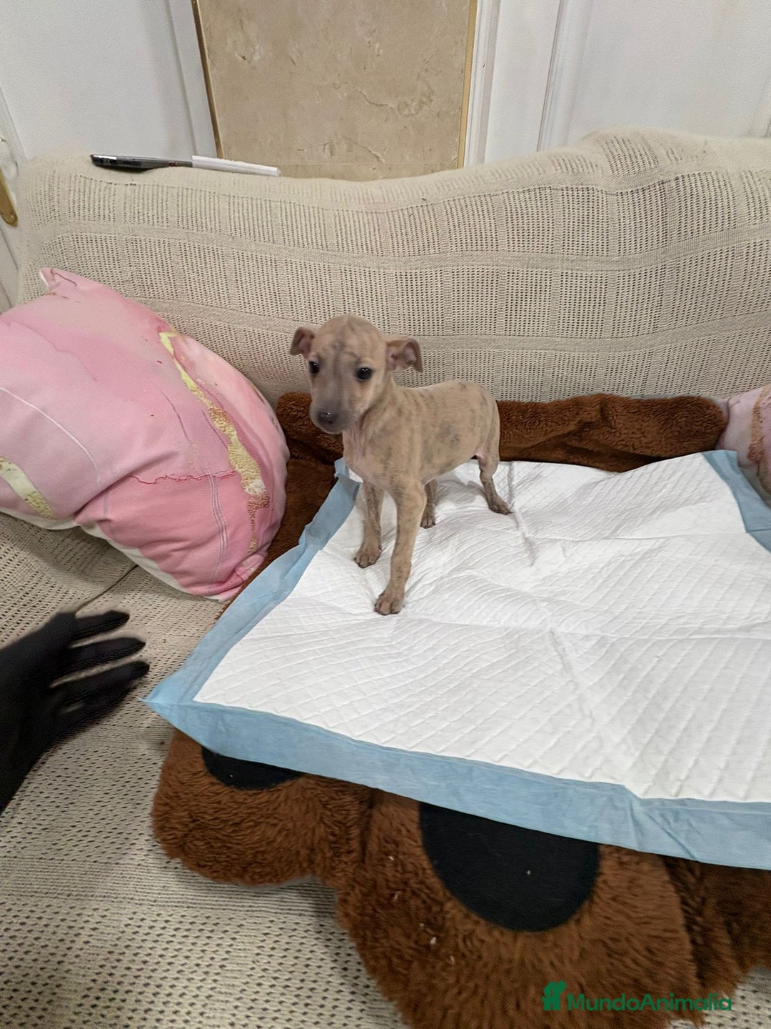 Whippet perros en venta: Whippet  - Anuncio 3