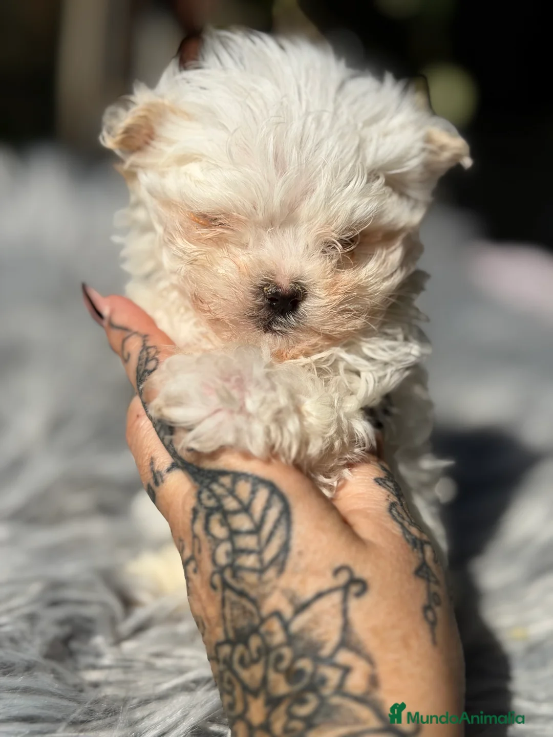 Bichón Maltés perros en venta: Bichon coreano micro  - Anuncio 1