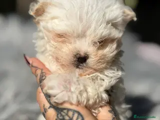 Bichón Maltés perros Bichon coreano micro - Anuncio 1