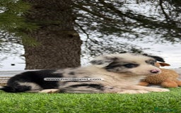 Teckel Miniatura perros en venta: INCREIBLES BORDER COLLIE MERLE - Imagen 1