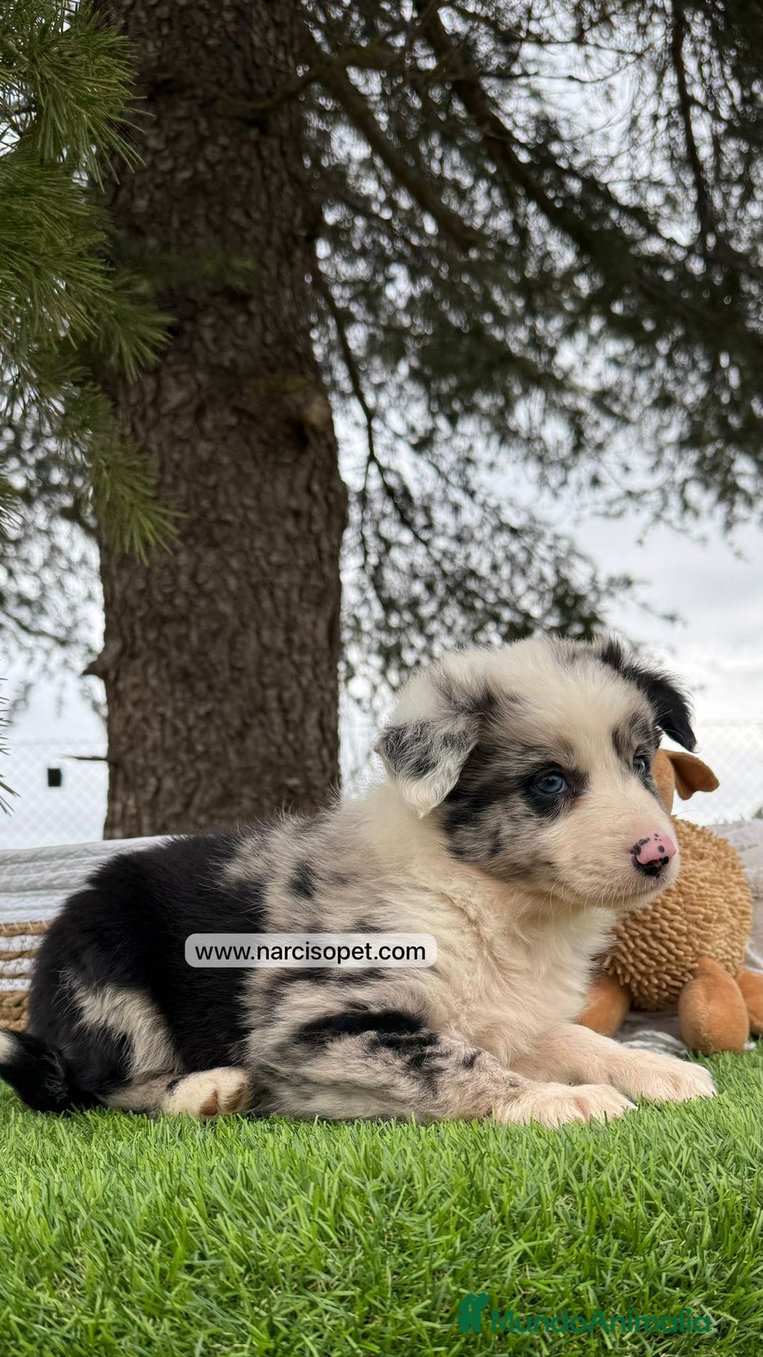 Teckel Miniatura perros en venta: INCREIBLES BORDER COLLIE MERLE - Imagen 1