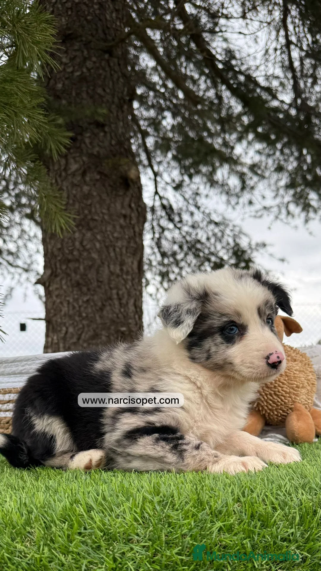 Teckel Miniatura perros en venta: INCREIBLES BORDER COLLIE MERLE - Anuncio 1
