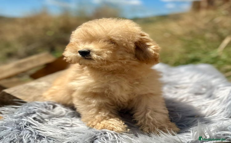 Caniche Toy perros - Propaganda 10