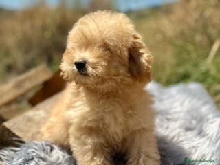 Caniche Toy perros Caniche apricot - Anuncio 15