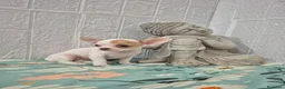 Chihuahua perros en venta: Chihuahua ❤️ 🐾 - Anuncio 3