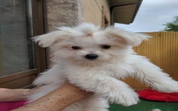 Bichón Maltés perros en venta: Camada de bichón maltés - Imagen 25