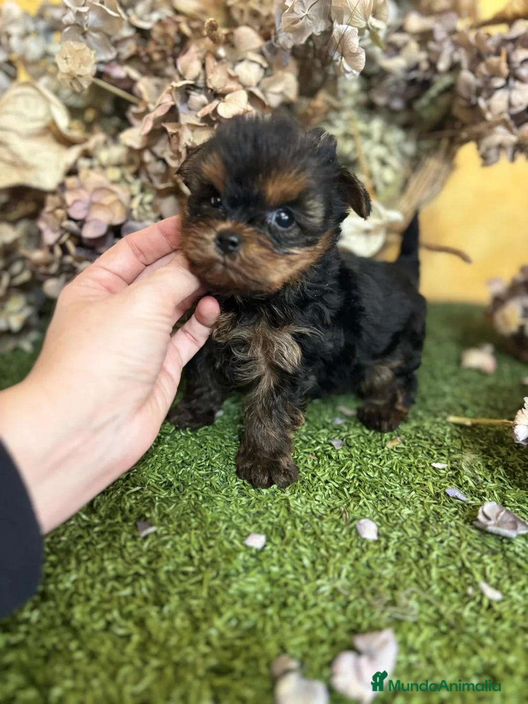 Yorkshire Terrier perros en venta: Yorkshire Toy fotos actuales hembra y macho !! - Anuncio 4