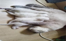 Scottish Fold gatos en venta: Scottish fold sealt point en Madrid - Imagen 5