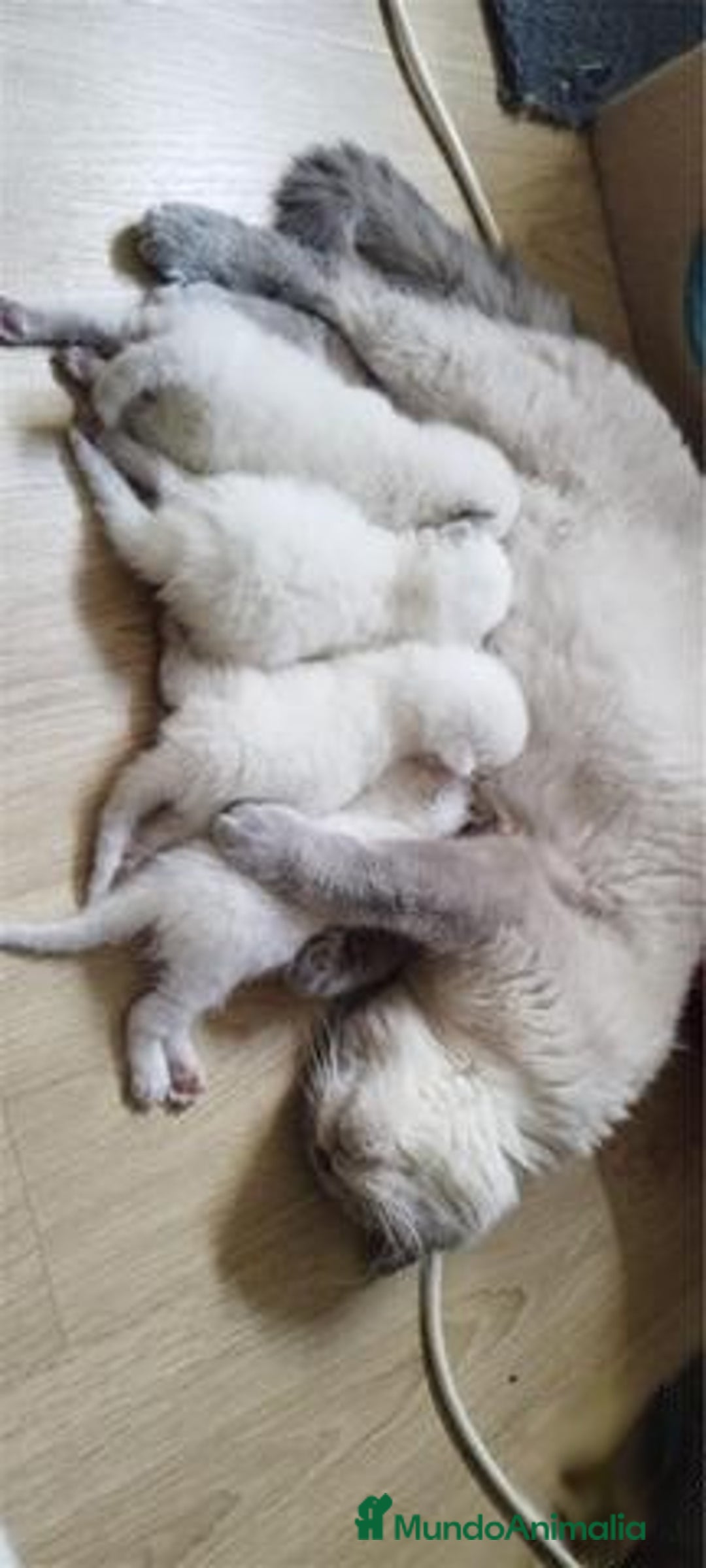 Scottish Fold gatos en venta: Scottish fold sealt point en Madrid - Imagen 5