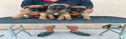 Pastor Belga Malinois perros en venta: PASTOR BELGA MALINOIS  - Anuncio 4