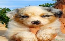 Pastor Australiano perros en venta: Cachorros pastor australiano  - Imagen 1