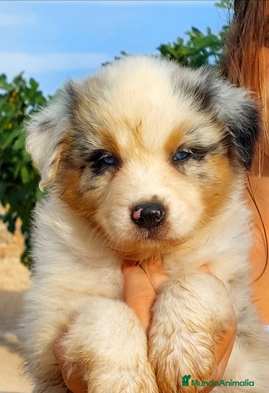 Pastor Australiano perros en venta: Cachorros pastor australiano  - Imagen 1