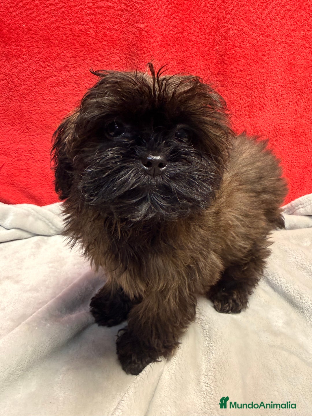 Shihpoo perros en venta: Monísima ShihPoo  - Anuncio 5
