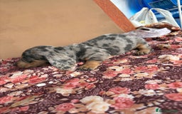 Teckel perros en venta: Teckels miniatura y kaninchen  - Anuncio 2