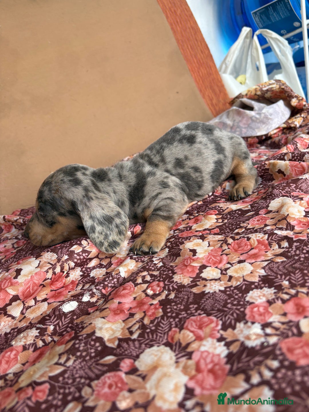 Teckel perros en venta: Teckels miniatura y kaninchen  - Anuncio 2