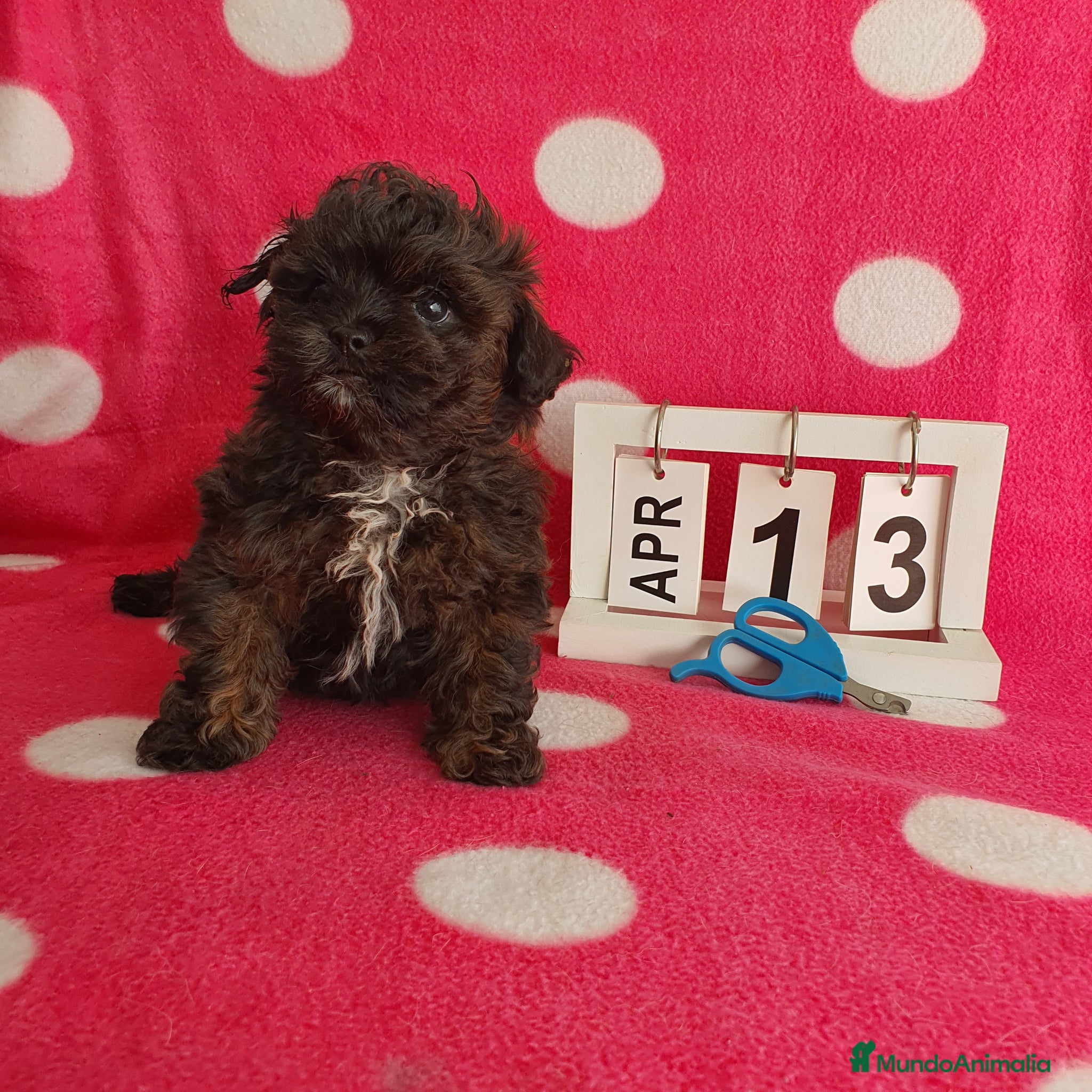 Maltipoo perros Maltipoo mini - Anuncio 3