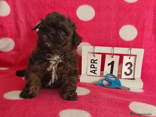 Maltipoo perros Maltipoo mini - Anuncio 3