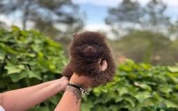 Pomerania perros en venta: Pomerania mini exótico  - Imagen 3