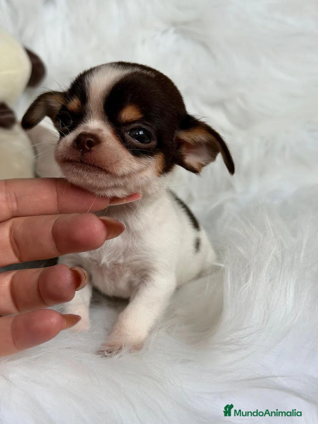 Chihuahua perros en venta: CHIHUAHUA TRICOLOR EXÓTICO  - Anuncio 1