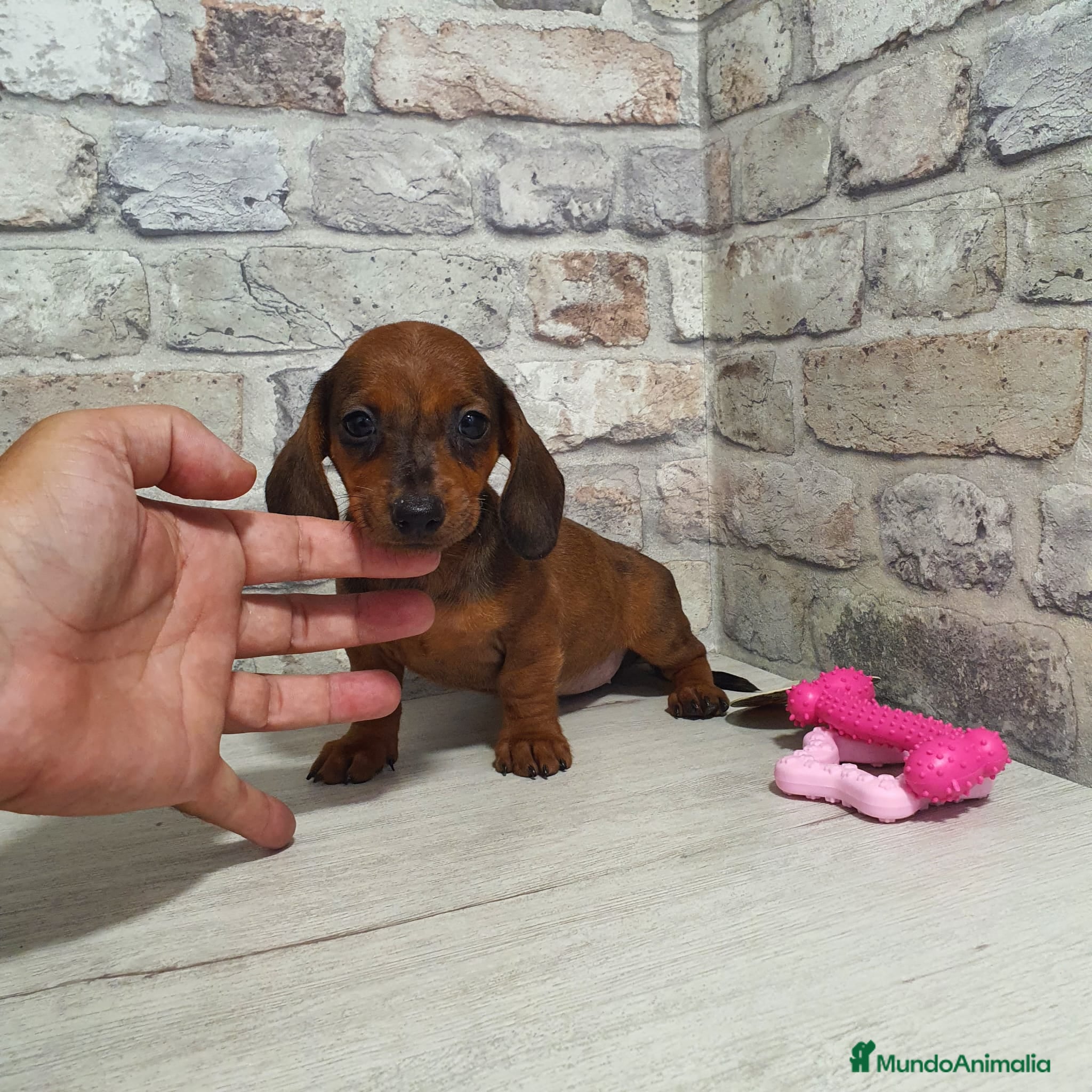 Teckel Miniatura perros en venta: Teckel miniatura  - Anuncio 2