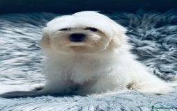 Bichón Maltés perros en venta: Bichon maltés toy  - Imagen 7