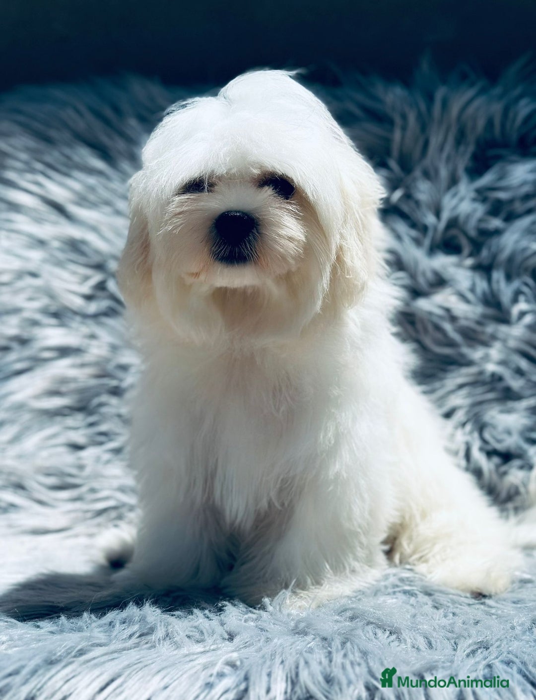 Bichón Maltés perros en venta: Bichon maltés toy  - Imagen 7