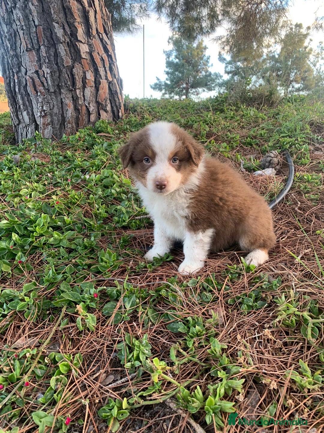 Pastor Australiano perros en venta: Cachorro PASTOR AUSTRALIANO  - Anuncio 14