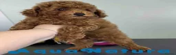 Caniche Toy perros en venta: Caniche Macho 1919 AQUANATURA - Anuncio 6