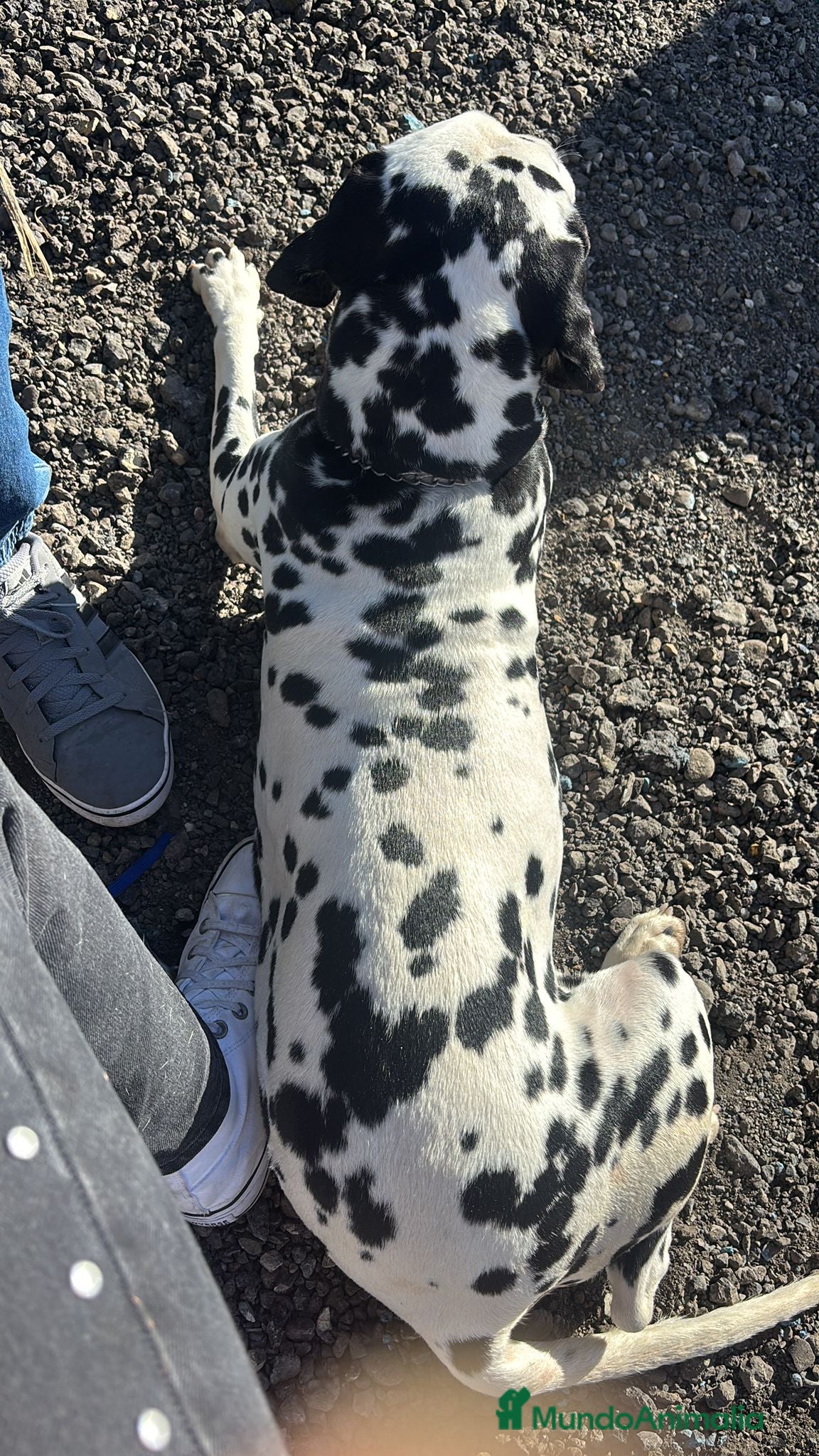 Dálmata perros Dalmata con pedigrí  - Anuncio 1