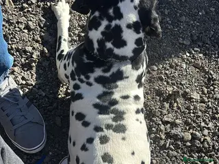 Dálmata perros Dalmata con pedigrí - Anuncio 1