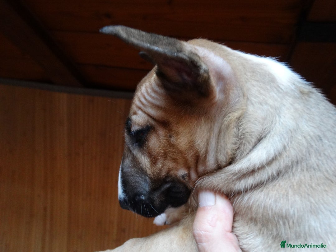 Bull Terrier perros en venta: CACHORROS BULL TERRIER - Imagen 2