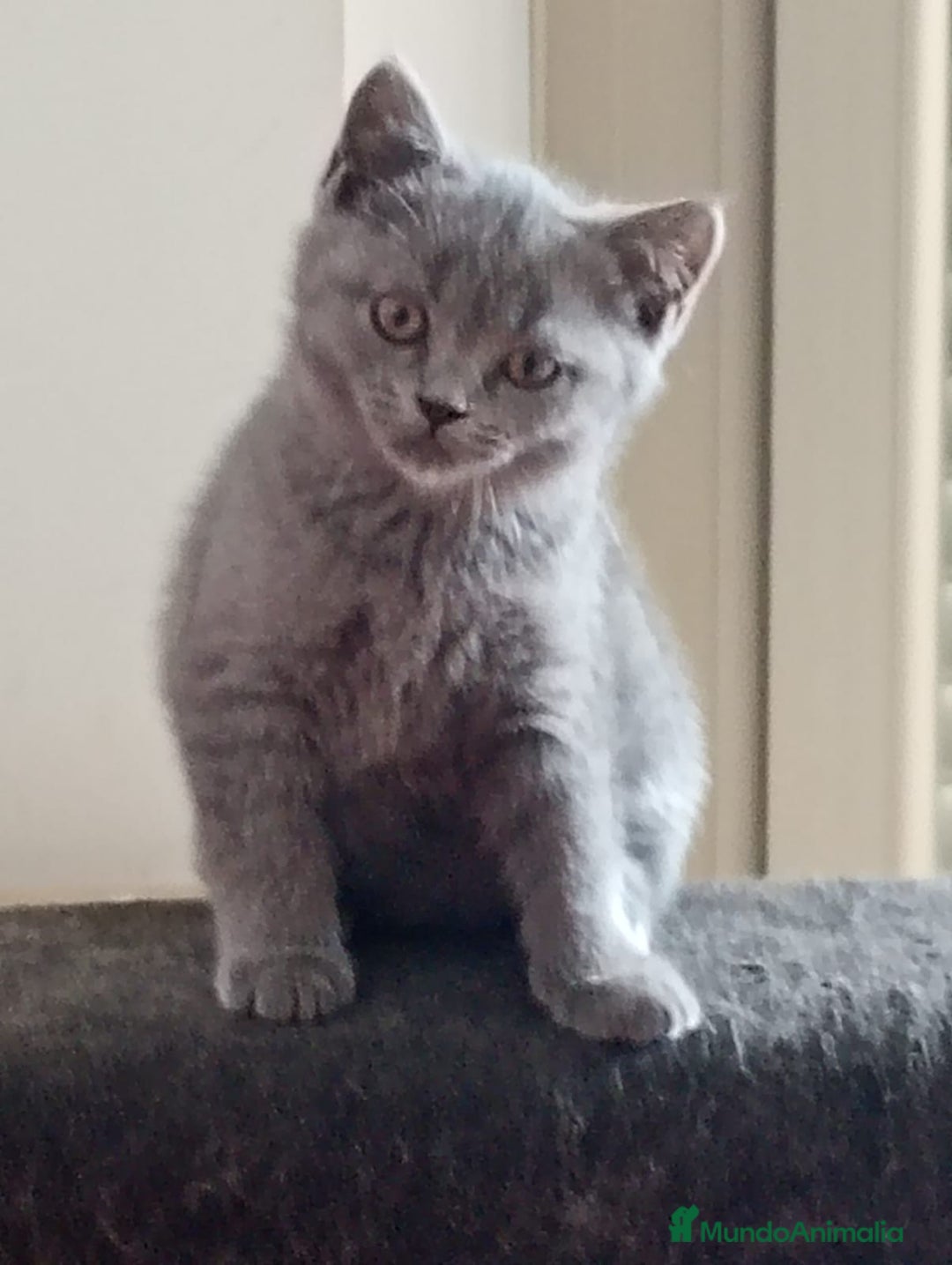 Británico de Pelo Corto Azul gatos en venta: Gatitos british - Imagen 3