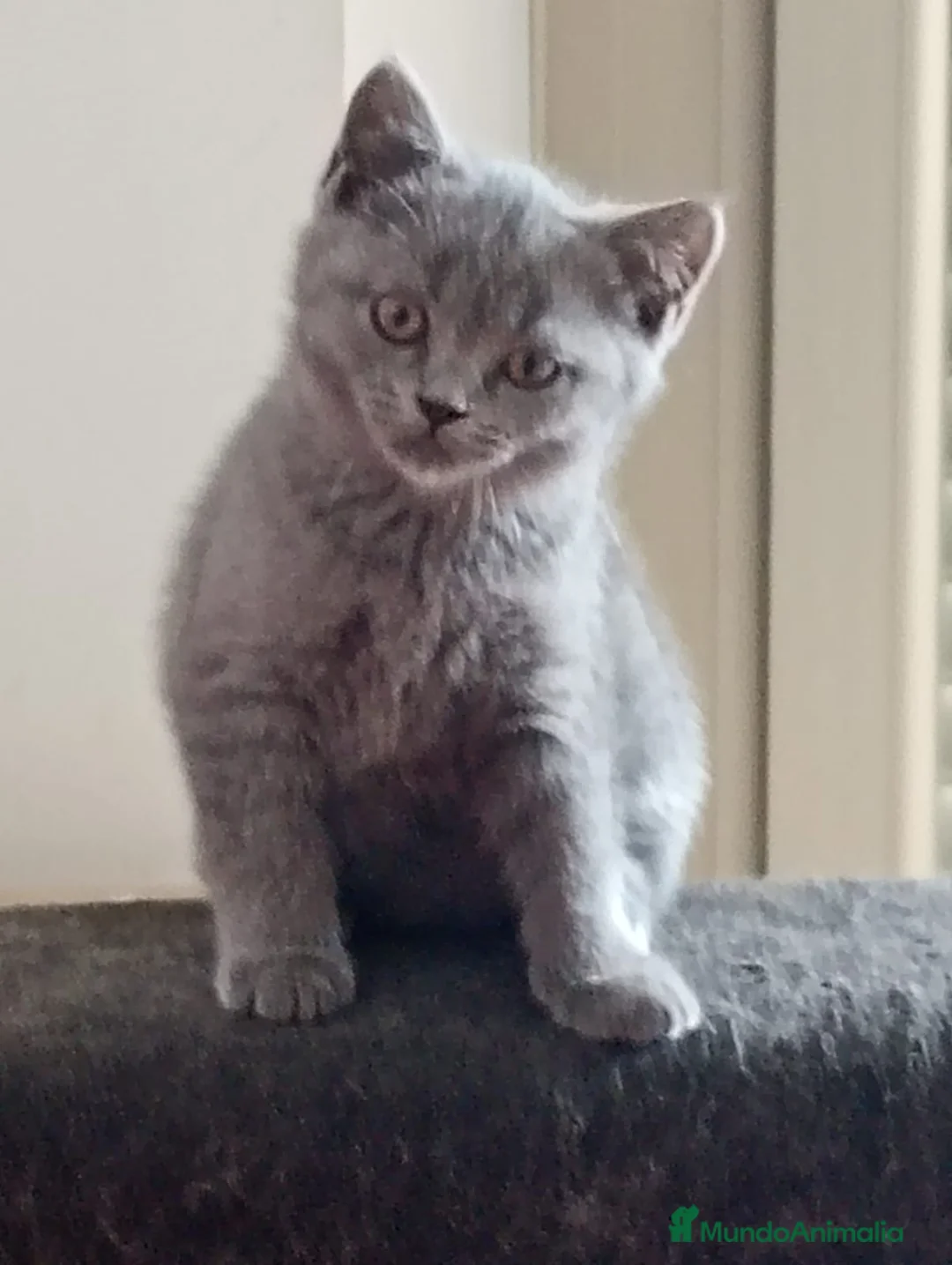 Británico de Pelo Corto Azul gatos en venta: Gatitos british - Anuncio 3